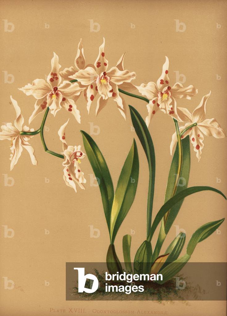 Dancing lady orchid, Oncidium alexandrae (Odontoglossum alexandrae)