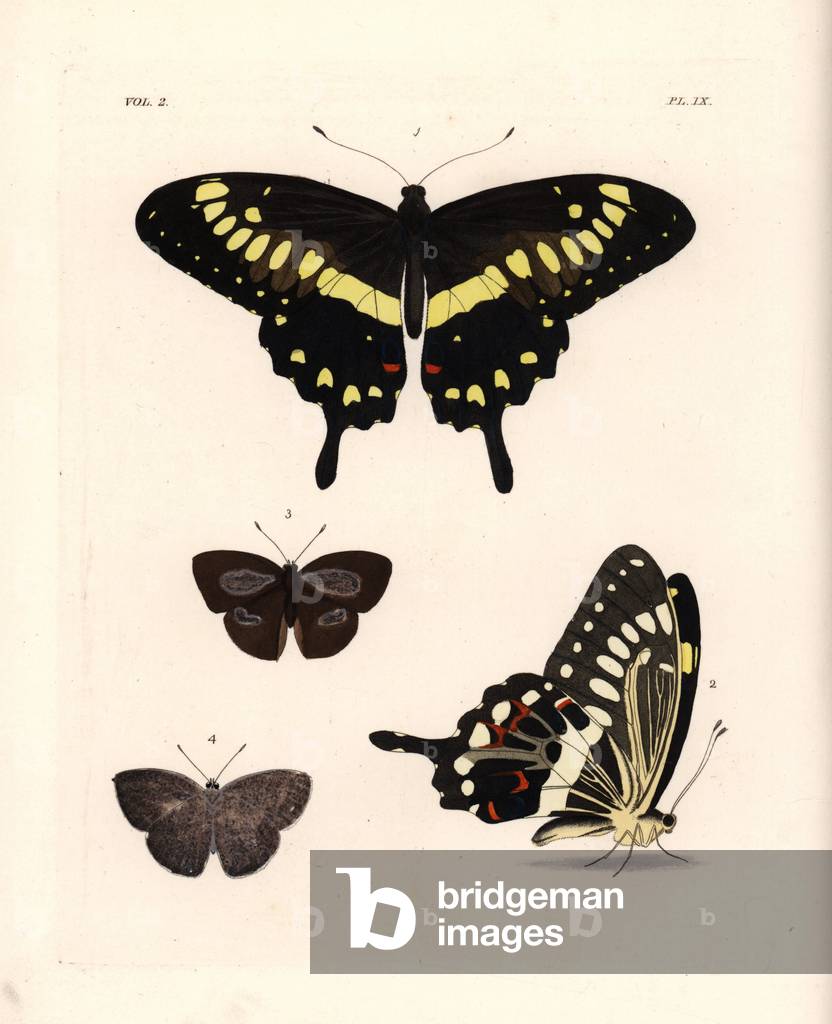 Western emperor swallowtail, Papilio menestheus 1,2, and Indian sunbeam, Curetis thetis (Thecla thetis), female 3,4, ventral and dorsal views. Handcoloured lithograph from John O. Westwood's new edition of Dru Drury's “” Illustrations of Exotic Entomology,”” Bohn, London, 1837.