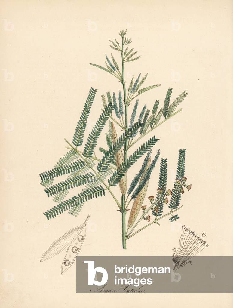 Acacia a cachou, cachoutier - Catechu or medicinal acacia, Acacia catechu. Handcoloured zincograph by C. Chabot drawn by Miss M. A. Burnett from her “” Plantae Utiliores: or Illustrations of Useful Plants,”” Whittaker, London, 1842. Miss Burnett drew the botanical illustrations, but the text was chiefly by her late brother, British botanist Gilbert Thomas Burnett (1800-1835).
