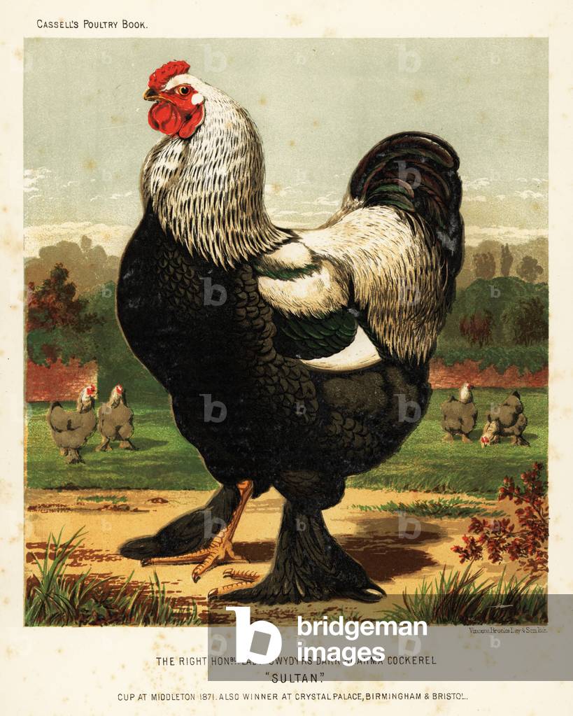 Dark Brahma cockerel, 1871 (chromolithograph)