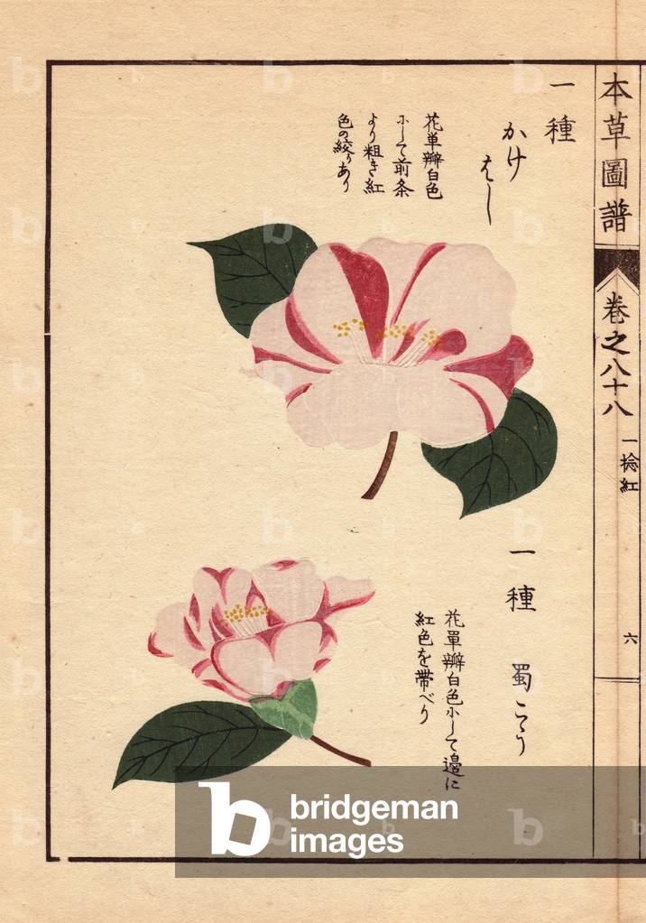 Varieties of Japanese camelias (Thea japonica Nois): Kakehoshi and Shokokou, with pink and white flowers. Eau forte en couleurs, woodcut by Kanen Iwasaki (1786-1842) botanist, entomology and Japanese zoology, published in Honzo Zufu, in 1884, an illustrative guide to Mždicinal plants.