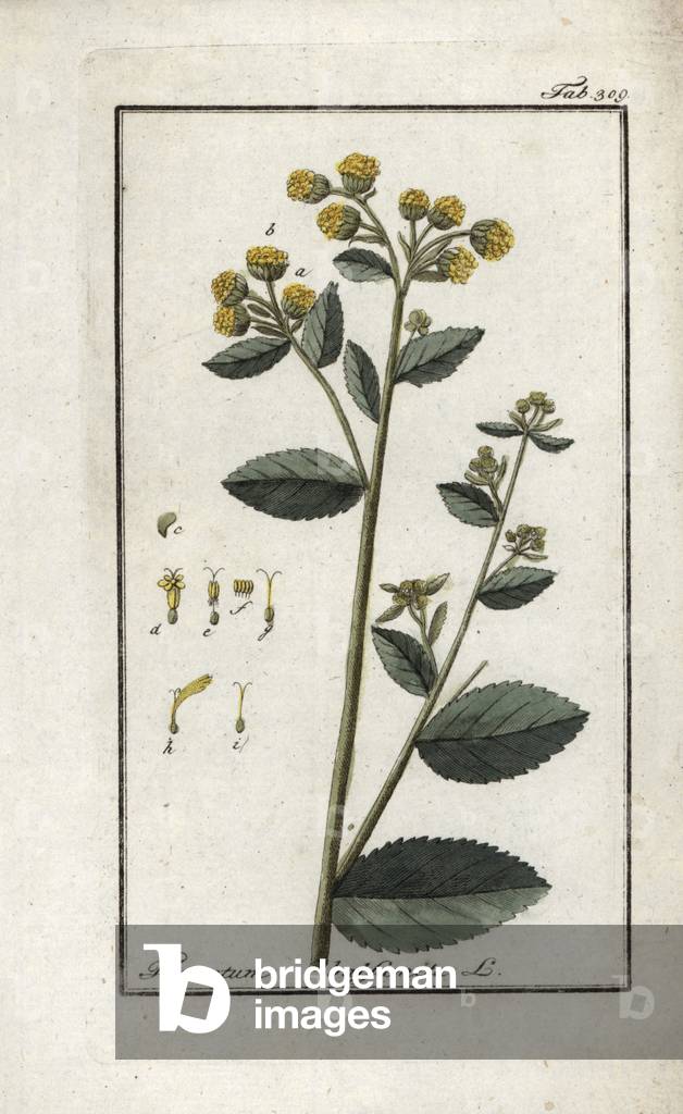 Rooster mint or large balsamite (Tanacetum balsamita). Lithograph from “Afbeelding der Artseny-Gewassen” by Johannes Zorn (1739-1799), Netherlands, 1796. Mint geranium or balsam herb, Tanacetum balsamita. Handcoloured copperplate botanical engraving from J. Zorn's “Afbeelding der Artseny-Gewassen,” Amsterdam, 1796.