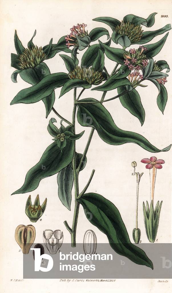 Variete of Phlox, mountain trumpet - Small flowered collomia, Collomia linearis. Handcoloured copperplate engraving by Swan after an illustration by William Jackson Hooker from Samuel Curtis's “” Botanical Magazine,”” London, 1829.