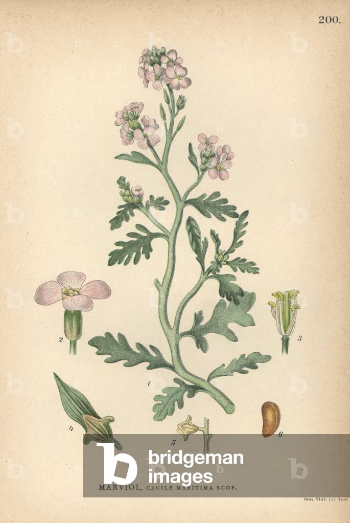 European searocket, Cakile maritima Scop.