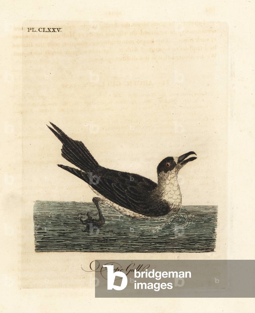 Parasitic jaeger, arctic skua or parasitic skua, Stercorarius parasiticus (Arctic gull, Larus parasiticus). Handcoloured copperplate drawn and engraved by John Latham from his own A General History of Birds, Winchester, 1824.