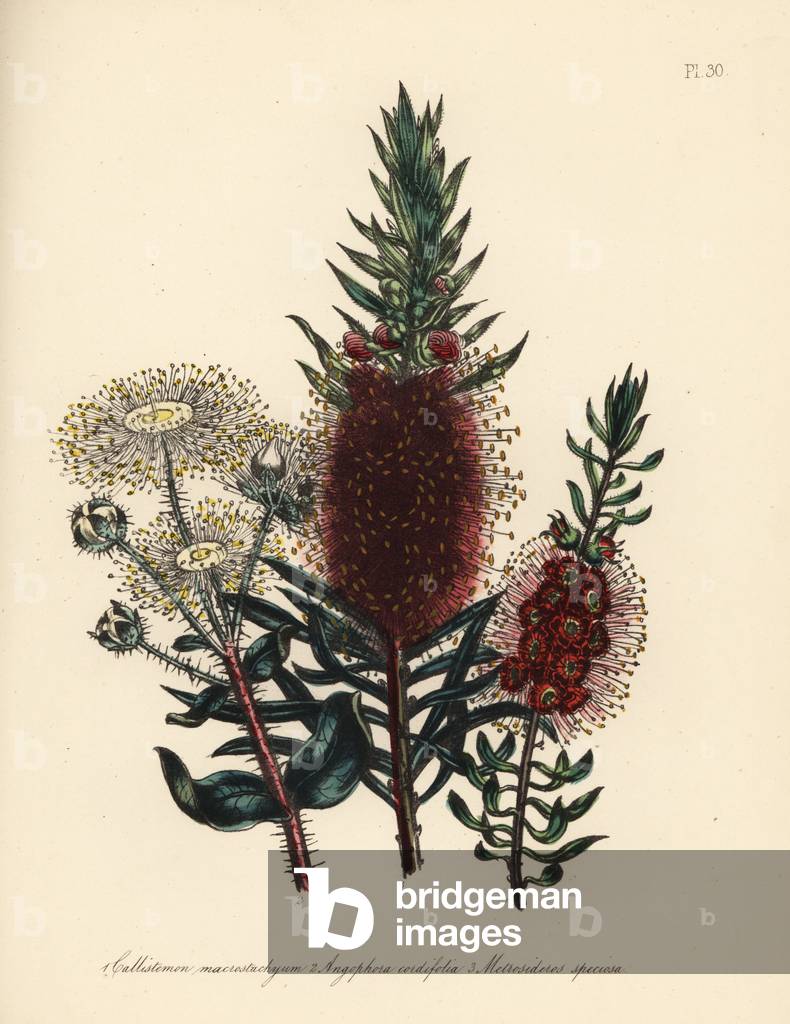 Small-spiked callistemon, Callistemon microstachyum, heart-leaved angophora, Angophora cordifolia, and showy metrosideros, Metrosideros speciosa. Handfinished chromolithograph by Henry Noel Humphreys after an illustration by Jane Loudon from Mrs. Jane Loudon's Ladies Flower Garden or Ornamental Greenhouse Plants.