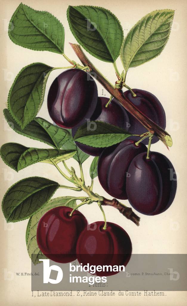 Variety of late diamond plum and queen Claude from Count Hathem. Chromolithography drawn by Walter Hood Fitch, Miss E. Regel and J.L. Macfarlane, lithography by G.Severeyns and Stroobant, Belgium, published in Floriste et Pomologie, by Robert Hogg, published in London 1878 to 1884.