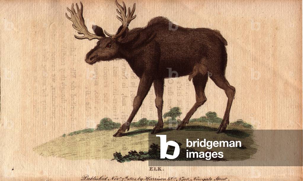Elk (Cervus canadensis), herbivorous mammal, family of cervids, is hunted for its lean and very proteinous meat. Lithographie in The Naturalist Pocket Magazine or Cabinet complete des Curiosites et Beautes de la Nature, published between 1798 and 1802, by Harrison, London, England.