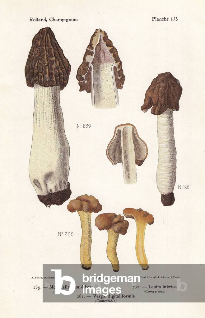 Half-free morel, Morchella semilibera, jelly baby, Leotia lubrica, and false morel, Verpa digitaliformis. Chromolithograph by Lassus after an illustration by A. Bessin from Leon Rolland's Guide to Mushrooms from France, Switzerland and Belgium, Atlas des Mushrooms, Paul Klincksieck, Paris, 1910.