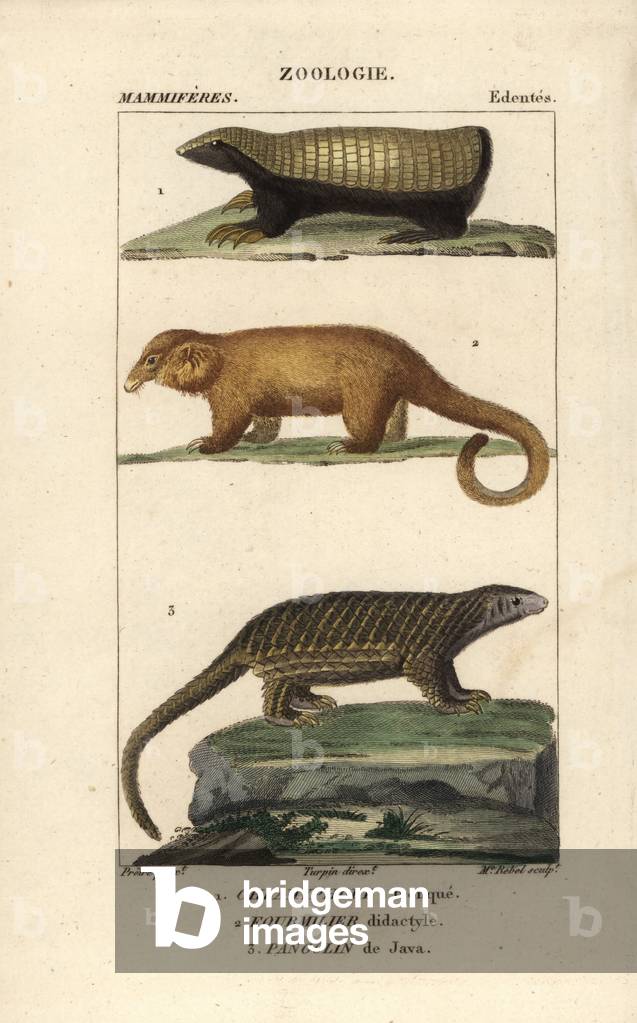 Truncated tatou or dwarf armadillo of Argentina, myrmidon or dwarf anthill and pangolin of Malaysia - Lithography, illustration by Jean Gabriel Pretre (1780-1885) edited by Pierre Jean Francois Turpin (1775-1840), extracted from the “Dictionary of Natural Sciences” by Frederic Cuvier, Paris, France, 1816 - Pink fairy armadillo, Chlamadillo yphorus truncatus, Silky or Pygmy Anteater, Cyclopes didactylus, and Sunda pangolin, Manis javanica (endangered) - Handcoloured copperplate engraving, illustration by J. G. Pretre (1780-1845), directed by P. J.F. Turpin, from Frederic Cuvier's “” Dictionary of Natural Science,”” Paris, France, 1816