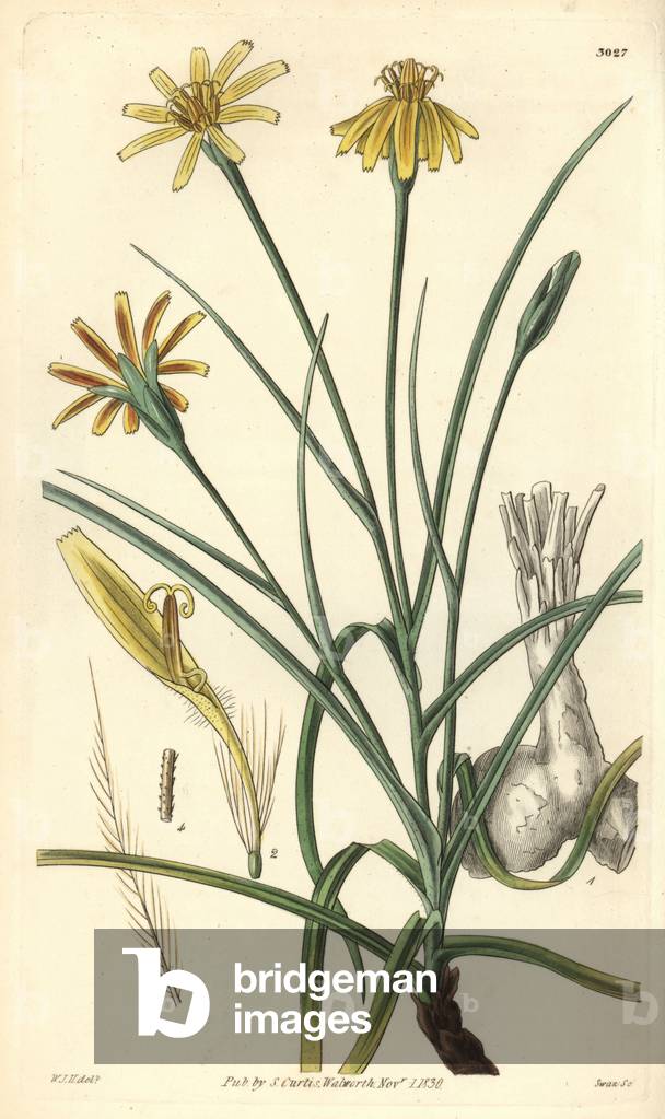 Scorsonere, variete of salsifi (Scorzonera mollis) - Illustration by William Jackson Hooper (1785-1865), engraving by Swan, for the botanical magazine of William Curtis, 1829