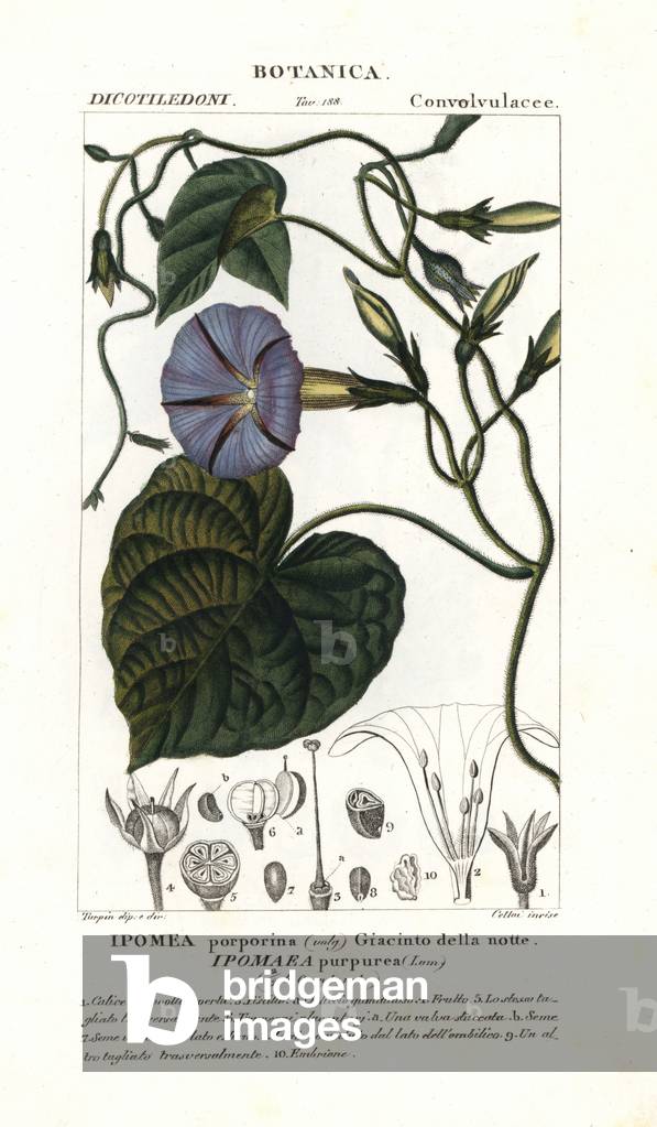 Purple morning glory, Ipomoea purpurea