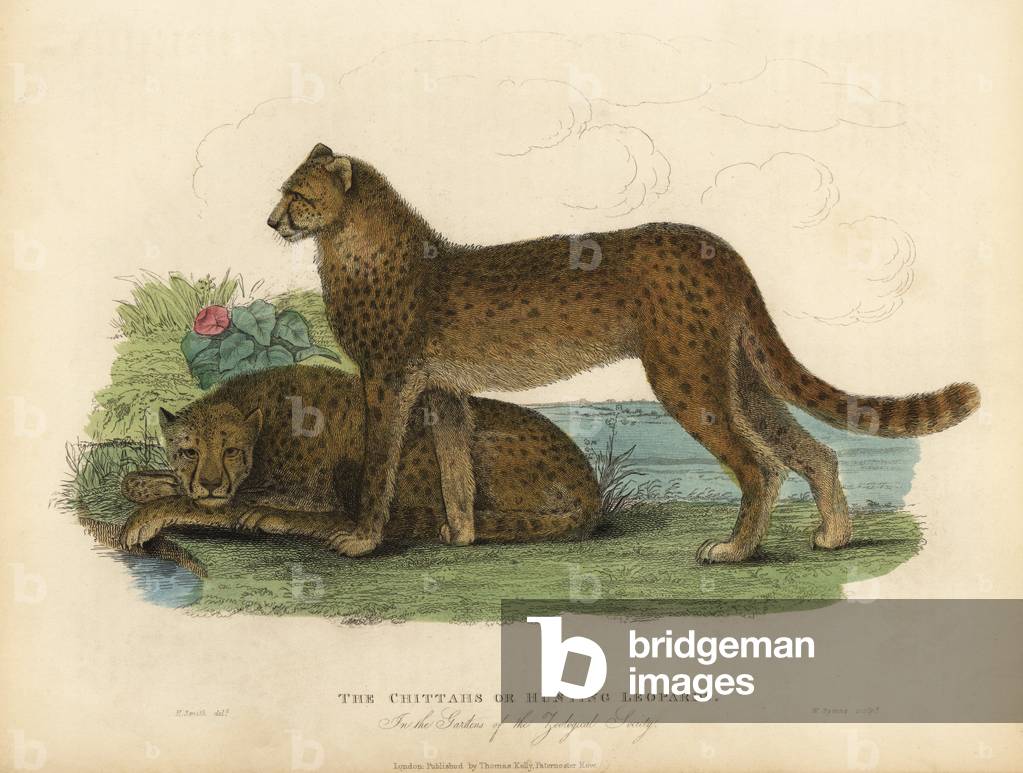Cheetah, Acinonyx jubatus.