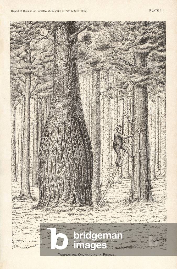 Turpentine orcharding in France. Worker on a ladder tapping the sap of a turpentine tree. Lithograph from the Report of the Division of Forestry, US Department of Agriculture, 1892.