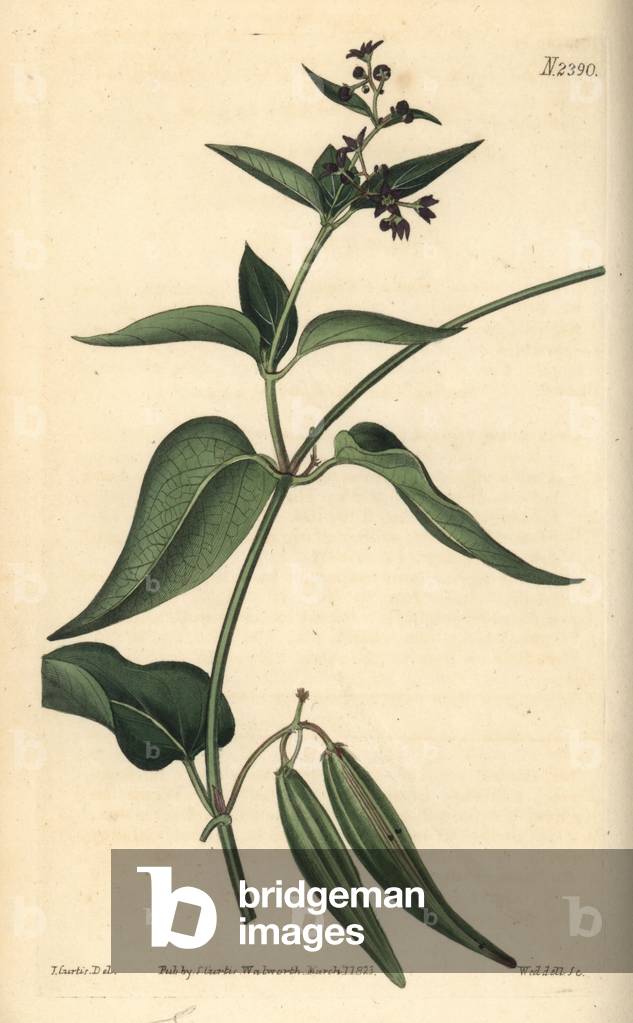 Black-flowered cynanchum, Cynanchum nigrum. Handcoloured copperplate engraving by Weddell after a botanical illustration by John Curtis from William Curtis' Botanical Magazine, Samuel Curtis, London, 1823.