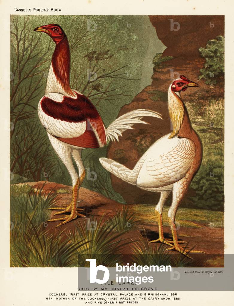 Pile game, cock and hen, 1890 (chromolithograph)