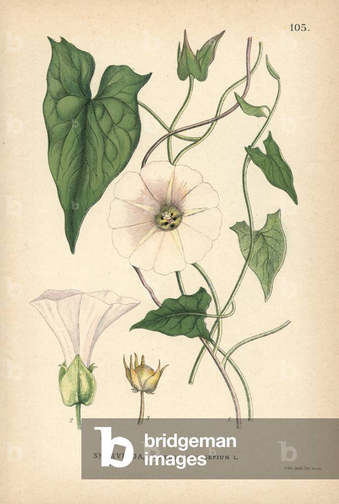 Large bindweed, Convolvulus sepium