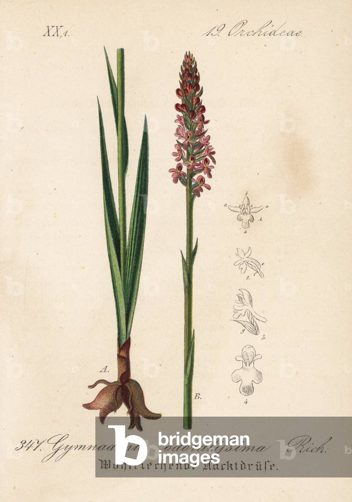 Orchis fragrant or gymnadenie tres odorante - Short-spurred fragrant orchid or scented gymnadenia, Gymnadenia odoratissima. Handcoloured lithograph from Diederich von Schlechtendal's German Flora (Flora von Deutschland), Jena, 1871.