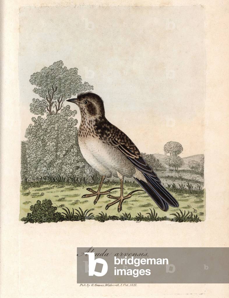 Field lark. Coloured copper engraving by George Graves, in British Ornithology, 1811. Skylark, Alauda arvensis. Handcoloured copperplate engraving by George Graves from “British Ornithology”” 1811. Graves was a bookseller, publisher, artist, engraver and colorist and worked on botanical and ornithological books.