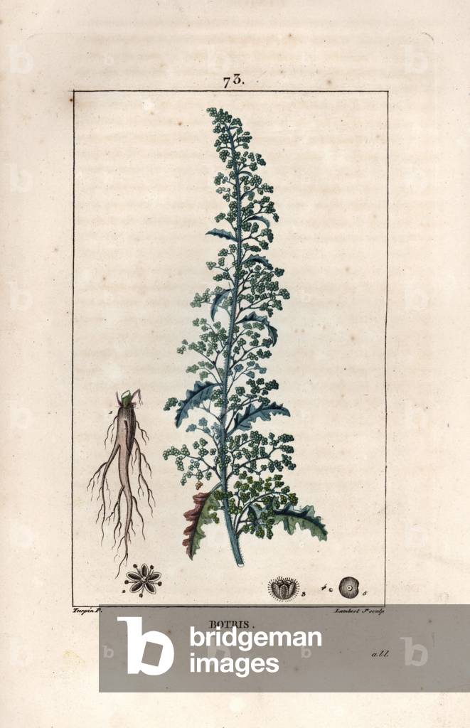 Botris (Chenopodium botrys) - Engraving by Lambert fils, after a drawing by Pierre Jean Francois Turpin (1775-1840), from La flore medicale, by Chaumeton, Poiret et Chamberet, Paris 1830 - Jerusalem oak goosefoot, Dysphania botrys - Engraving by Lambert Junior from a drawing by P - J - F - Turpin from Chaumetpin Poiret and Chamberet's “La Flore Medicale,” “Paris, Panckoucke, 1830 -