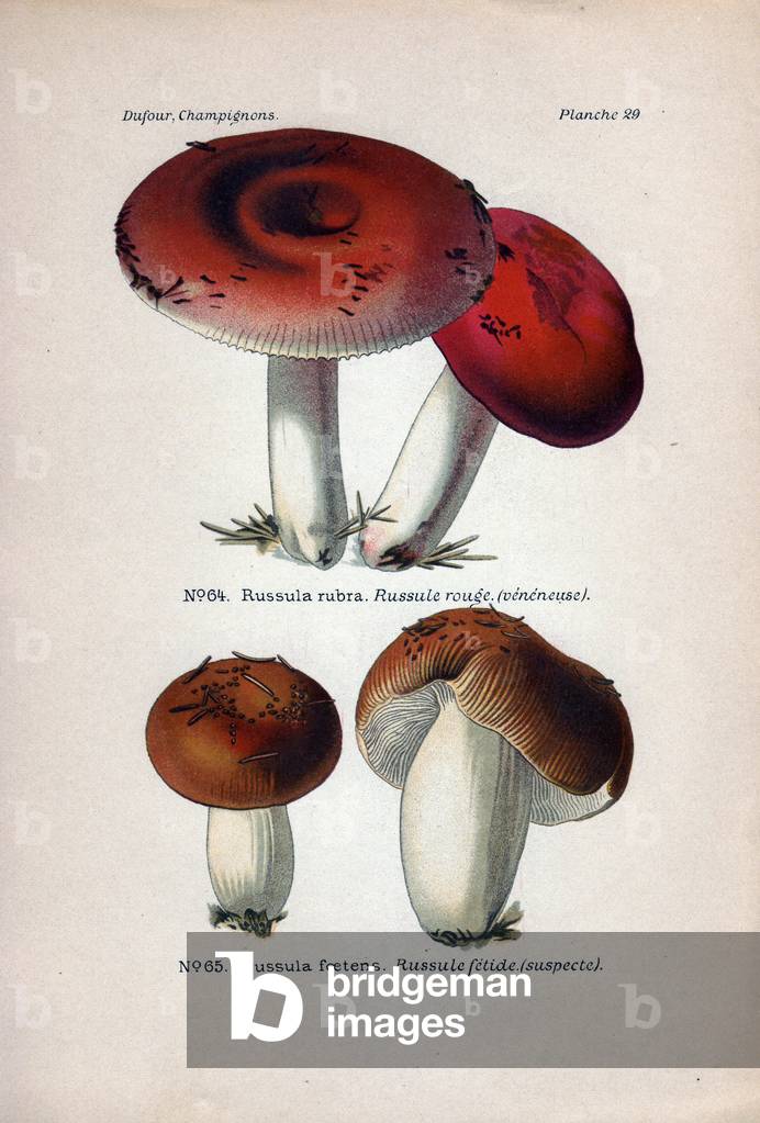 Fungus Description: Red Russule (venenous) and Russule Fetide (suspect). Chromolithography in Atlas of edible and venenous mushrooms, 1891, by Leon Marie Dufour (1862-1942), French mycologist.