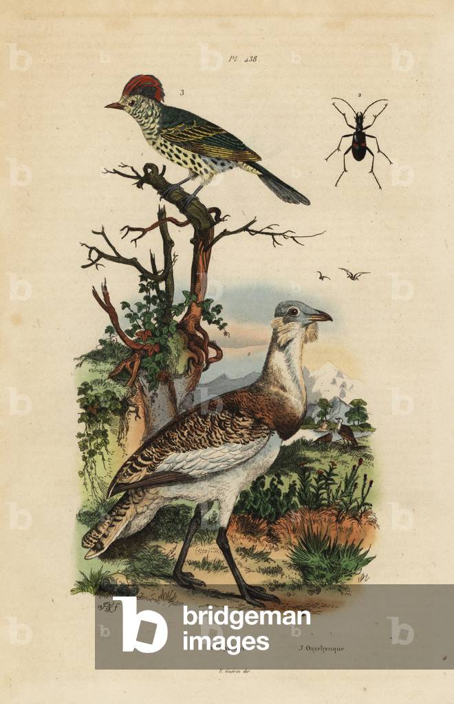 Little brown bustard, Eupodotis humilis, and sharpbill, Oxyruncus cristatus
