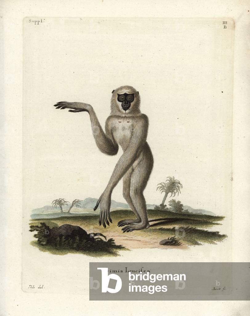 Silvery gibbon, Hylobates moloch. Endangered. Handcoloured copperplate engraving by Bock after an illustration by J. Ihle from Johann Christian Daniel Schreber's Animal Illustrations after Nature, or Schreber's Fantastic Animals, Erlangen, Germany, 1775.