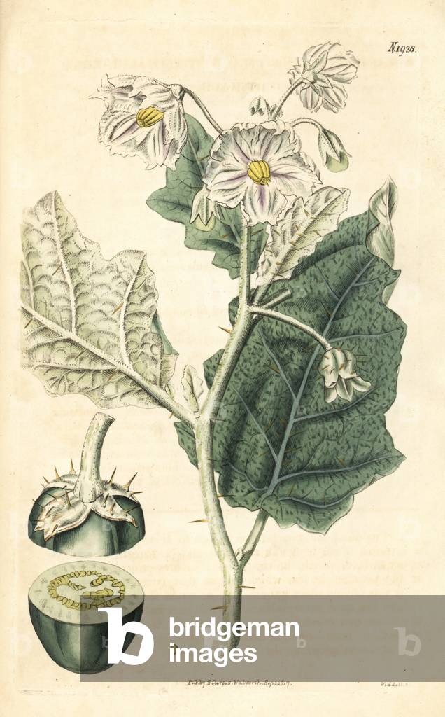 Variete of nightshade - White-margined nightshade or purple African nightshade, Solanum marginatum. Handcoloured botanical engraving from John Sims' Curtis's Botanical Magazine, Couchman, London, 1817.