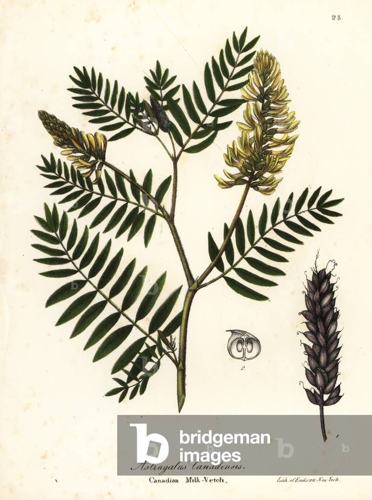 Canadian milk-vetch, Astragalus canadensis