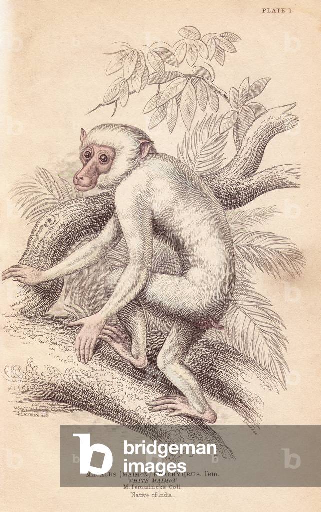 Moor macaque, Macaca maura (Macacus maimon brachyurus). White maimon, believed to be an albino juvenile. Handcoloured steel engraving by Lizars after an illustration by Charles Hamilton Smith from William Jardine's Naturalist's Library, Edinburgh, 1843.