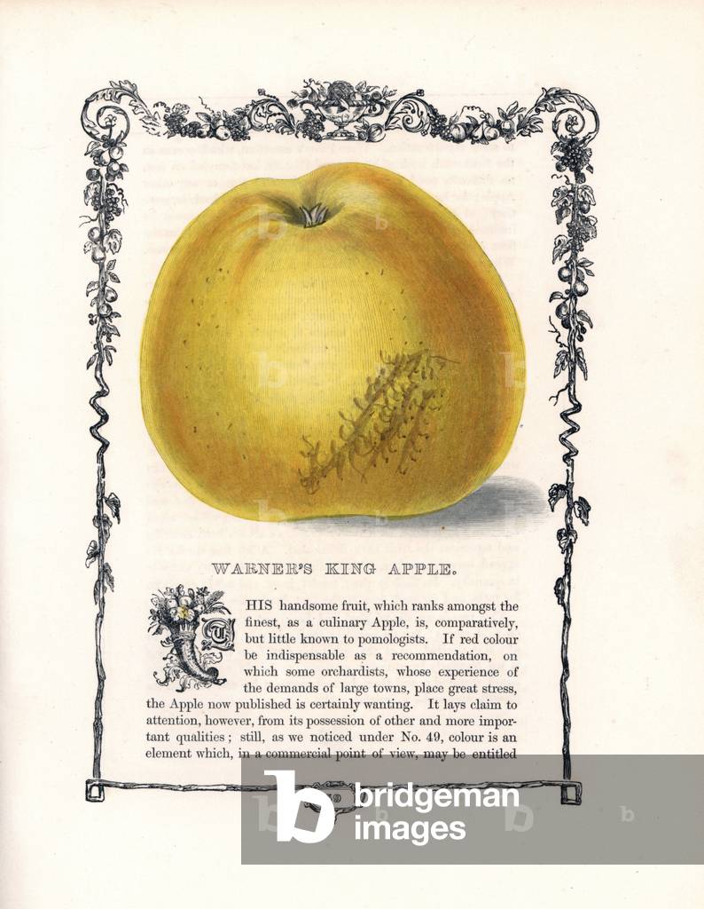 Common apple, Warner's King variete. Lithograph by Benjamin Maund (1790-1863) published in The Fruitist, London, England, 1850. Warner's King apple, Malus domestica. Handcoloured glyphograph from Benjamin Maund's “” The Fruitist,”” London, 1850, Groombridge and Sons.