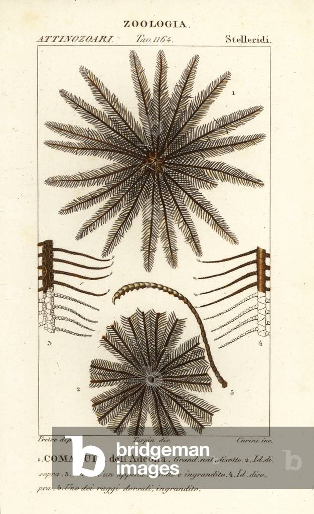 Feather star crinoid, Oligometrides adeonae, Comatula adeonae, Comatula dellAdeona