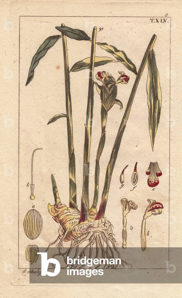 Ginger plant and root tuber, Zingiber officinale