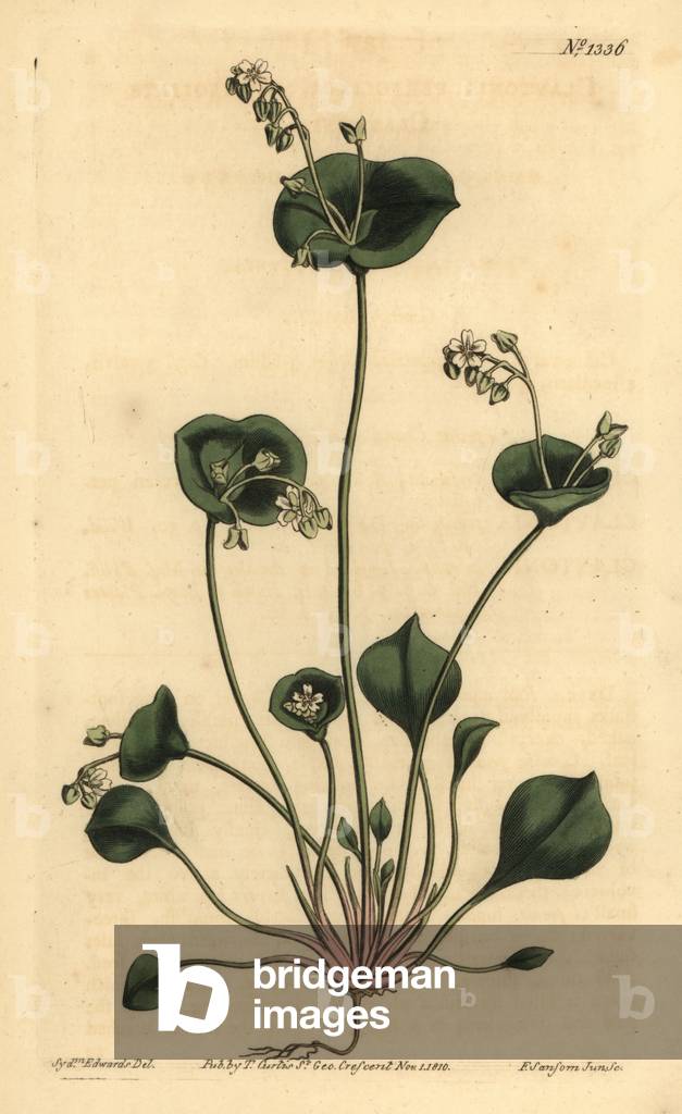 Indian lettuce, Perfoliate claytonia, Claytonia perfoliata