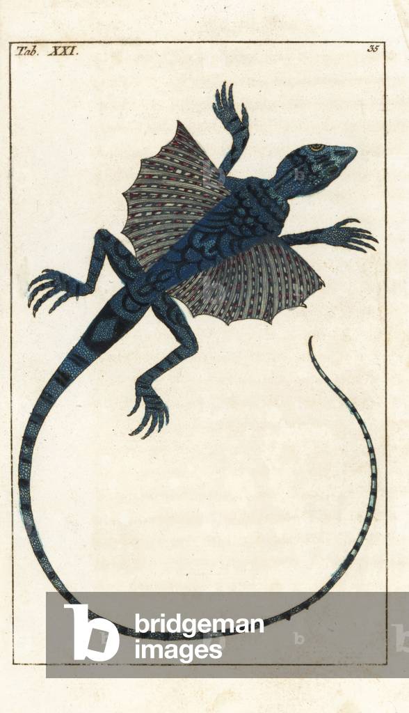 Asian Flying Lizard - Forte Water by Gottlieb Tobias Wilhelm (1758-1811), from Encyclopedie of Natural History: Amphibians, 1794 - Flying dragon, Draco volans - Handcolored copperplate engraving from G. T. Wilhelm's “” Encyclopedia of Natural History: Amphibia,”” 1794