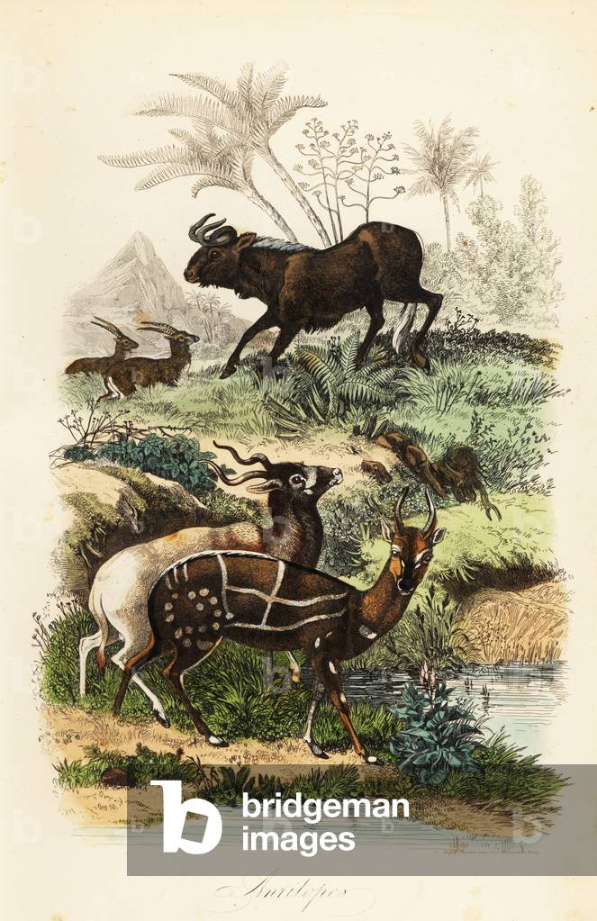 Black wildebeest, Connochaetes gnou, critically endangered addax or screwhorn antelope, Addax nasomaculatus, and harnessed bushbuck or kewel, Tragelaphus scriptus