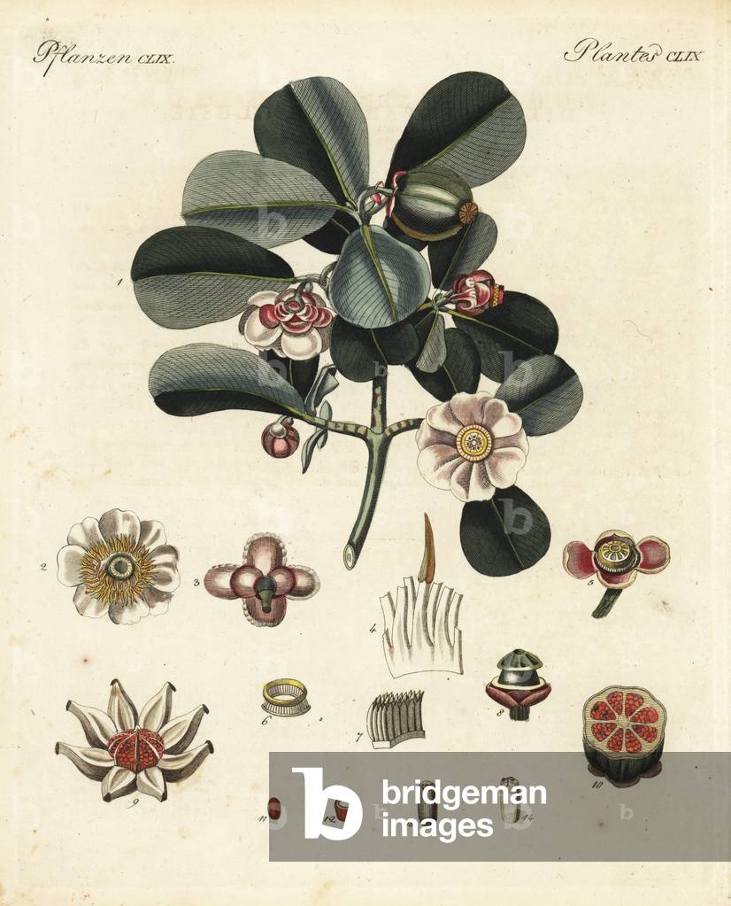 Balsam apple, Clusia rosea. Handcoloured copperplate engraving from Friedrich Johann Bertuch's Bilderbuch fur Kinder (Picture Book for Children), Weimar, 1823.
