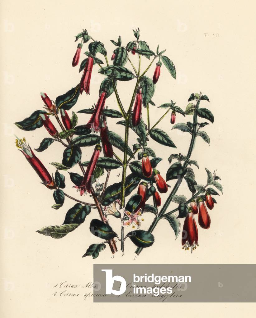 White correa, Correa alba, pretty, Correa pulchella, showy, Correa speciosa, and long-flowered, Correa longiflora. Handfinished chromolithograph by Noel Humphreys after an illustration by Jane Loudon from Mrs. Jane Loudon's Ladies Flower Garden or Ornamental Greenhouse Plants, William S. Orr, London, 1849.