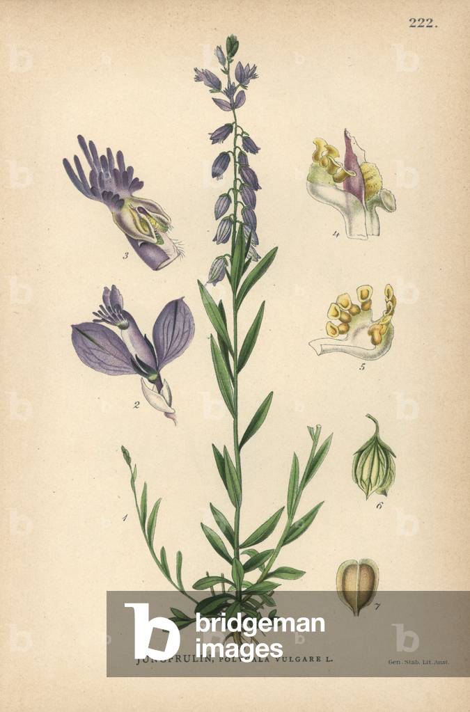 Milkwort, Polygala vulgaris