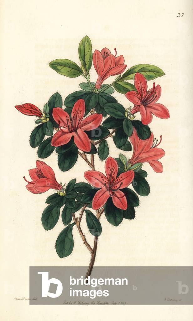Azalee - Japanese azalea or Tsutsuji, Rhododendron indicum (Blunt-leaved azalea, Azalea obtusa). Handcoloured copperplate engraving by George Barclay after an illustration by Miss Sarah Drake from Edwards' Botanical Register, edited by John Lindley, London: Ridgeway, 1846.