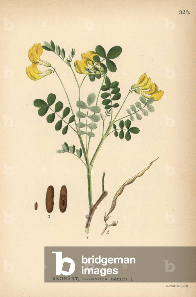 Scorpion senna, Coronilla emerus