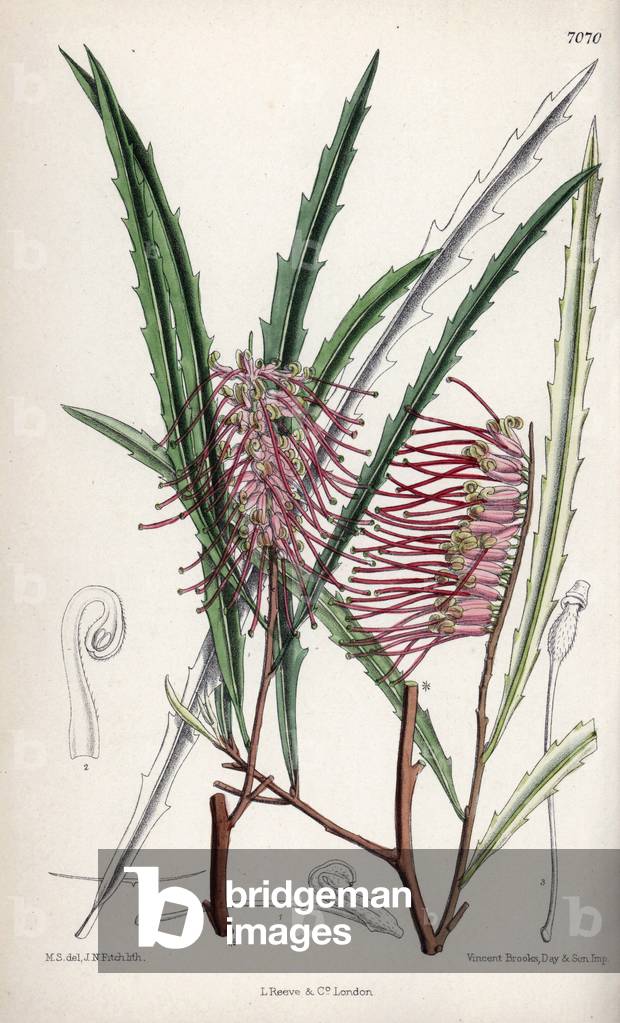 Grevillea aspleniifolia, endemic shrub of New South Wales (Australia). Drawing by Matilda Smith (1854-1926), Lithography by J.N. Fitch in Curtis Botanical Magazine, by Joseph Dalton Hooker, published in London, England, by L. Reeve and Co, 1889.