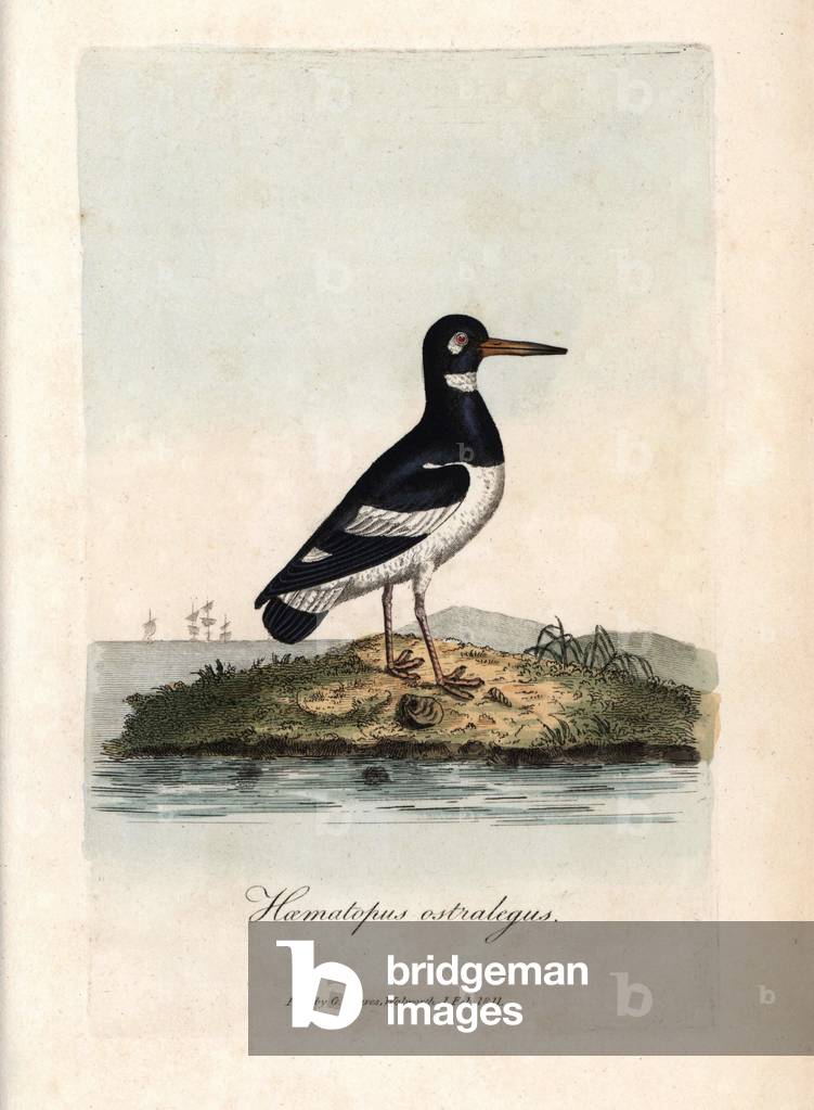 Eyster pie. Coloured copper engraving by George Graves, in British Ornithology, 1811. Foot oystercatcher, Haematopus ostralegus. Handcoloured copperplate engraving by George Graves from “British Ornithology”” 1811. Graves was a bookseller, publisher, artist, engraver and colorist and worked on botanical and ornithological books.