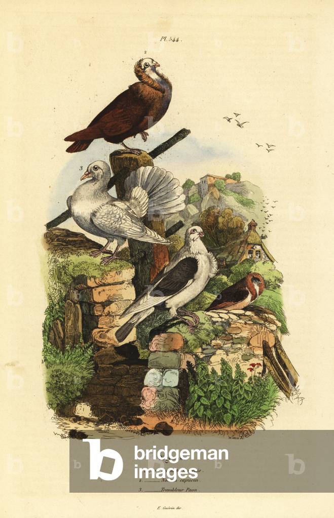 Pigeon Columba livia breeds: cravatte francais, nonain capucin, trembleur paon