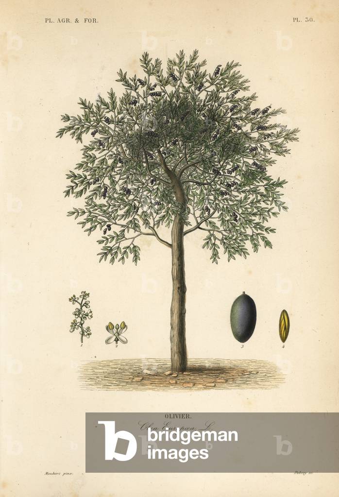Olive tree, Olea europaea, olivier