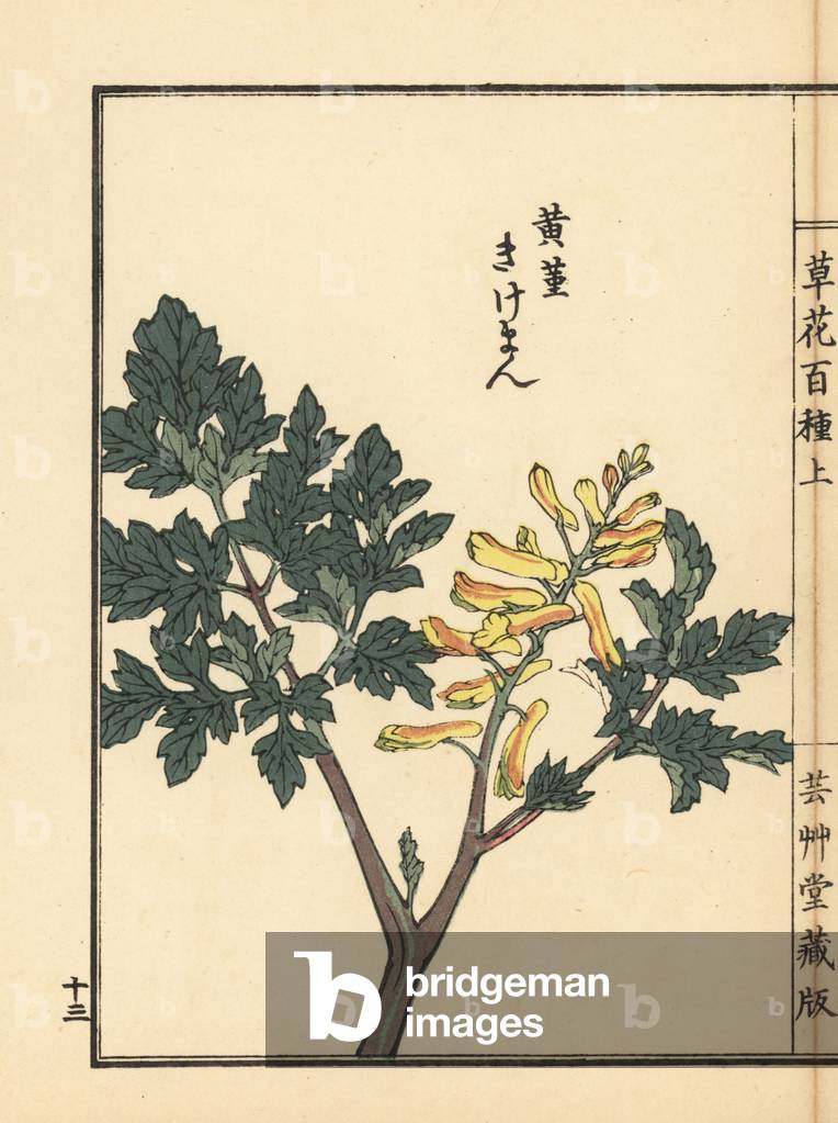 Kikeman or fumewort, Corydalis pallida var. tenuis. Handcoloured woodblock print by Kono Bairei from Kusa Bana Hyakushu (One Hundred Varieties of Flowers), Tokyo, Yamada, 1901.