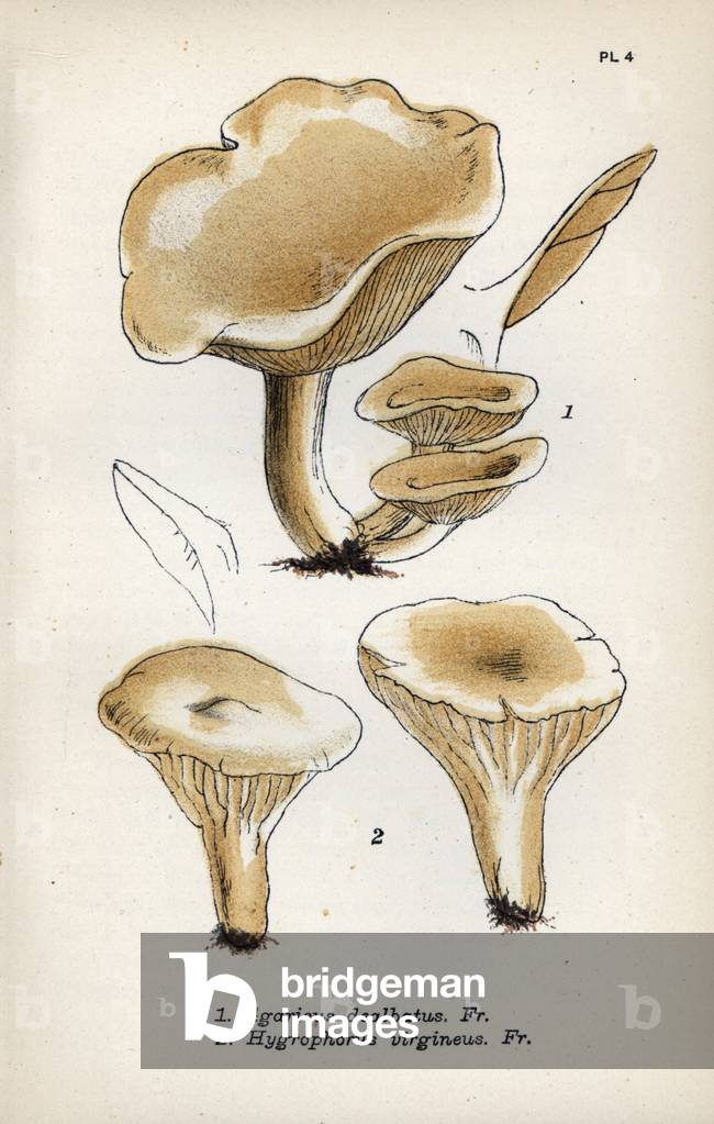 Mushrooms: white agaric (Agaricus dealbatus) (top) and snow-white hygrophorus (Hygrophorus virgineus) (bottom) - Chromolithography based on a drawing by Mordecai Cubitt Cooke (1825-1914), published in “A Plain and Easy Account of British Fungi””, London edition Robert Hardwicke,, 1862
