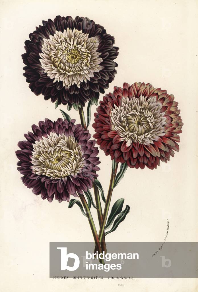 China aster cultivars, Callistephus chinensis. Handcoloured lithograph from Louis van Houtte and Charles Lemaire's Flowers of the Gardens and Hothouses of Europe, Flore des Serres et des Jardins de l'Europe, Ghent, Belgium, 1862-65.
