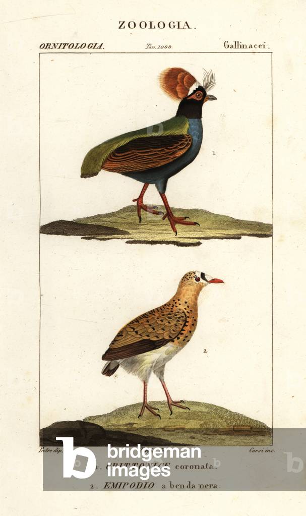Crested partridge and buttonquail