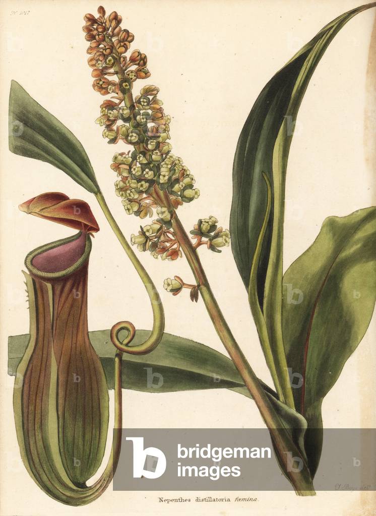 Pitcher plant, Nepenthes distillatoria. Handcoloured copperplate engraving by George Cooke after Thomas Shotter Boys from Conrad Loddiges' Botanical Cabinet, Hackney, 1825.